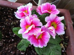 プリムラ・アカウリス