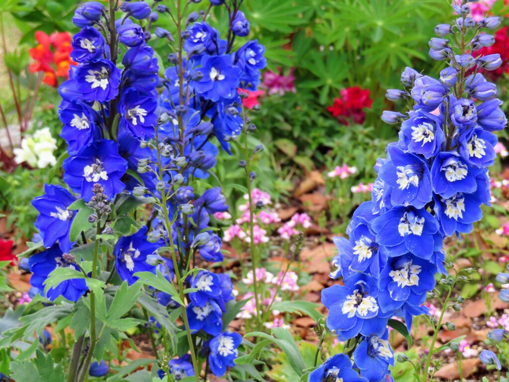 デルフィニウム