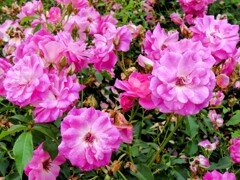 チャイナローズ