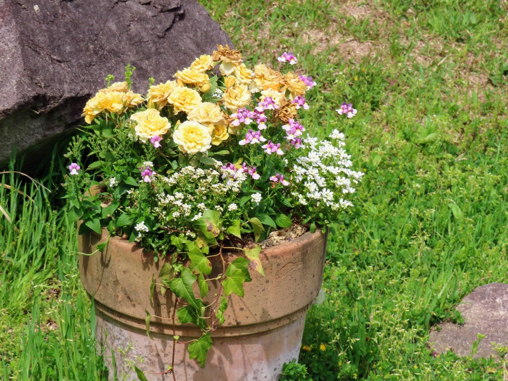 ロサ・フェティダ