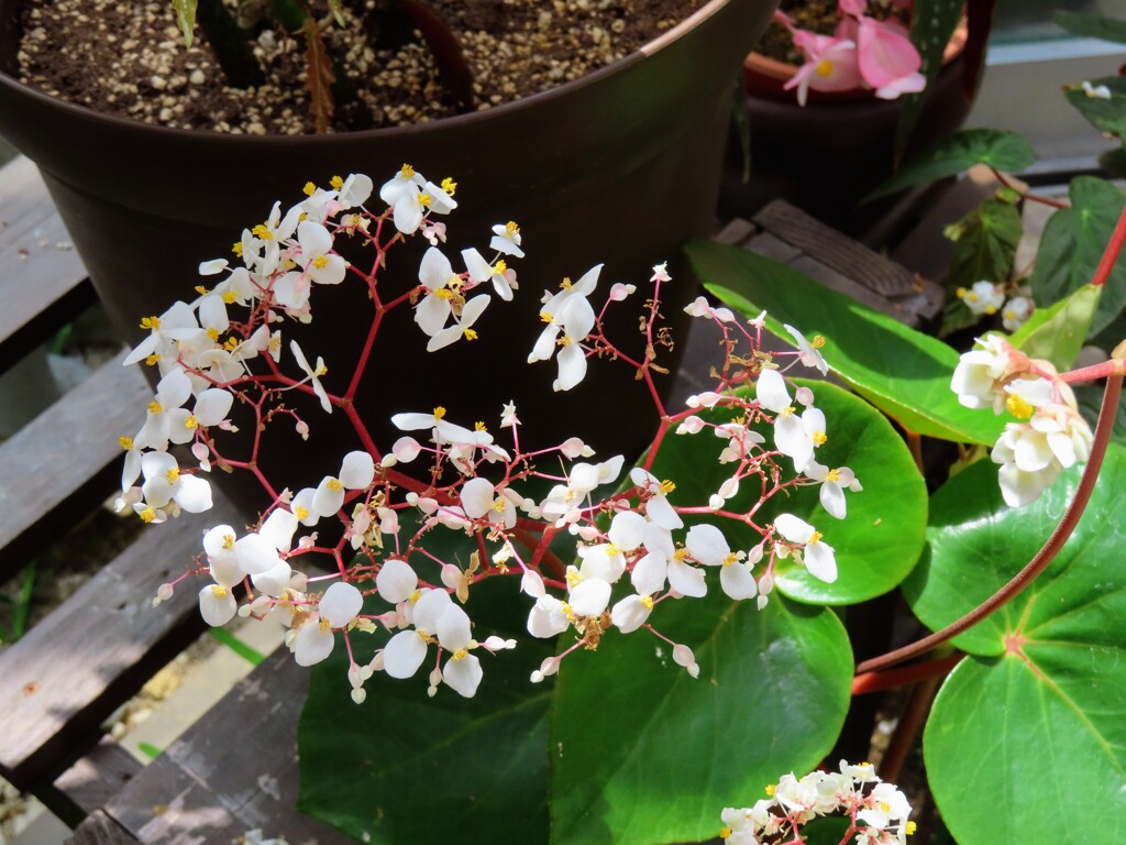 シロバナベゴニア