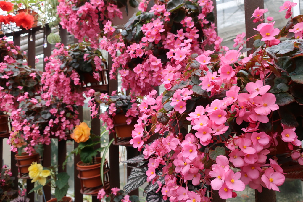 シロバナベゴニア