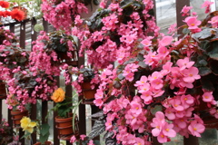 シロバナベゴニア