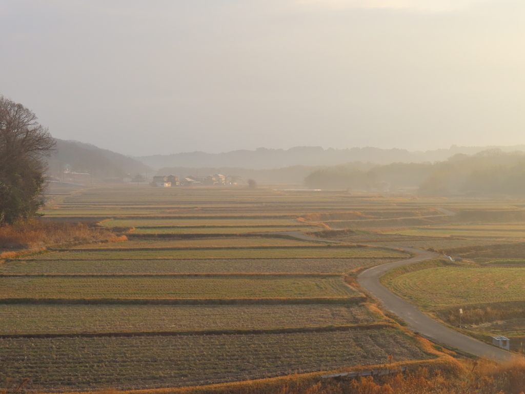 二月の田圃