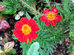 アフリカン・マリーゴールド