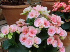 ベゴニア・レニフォルミス