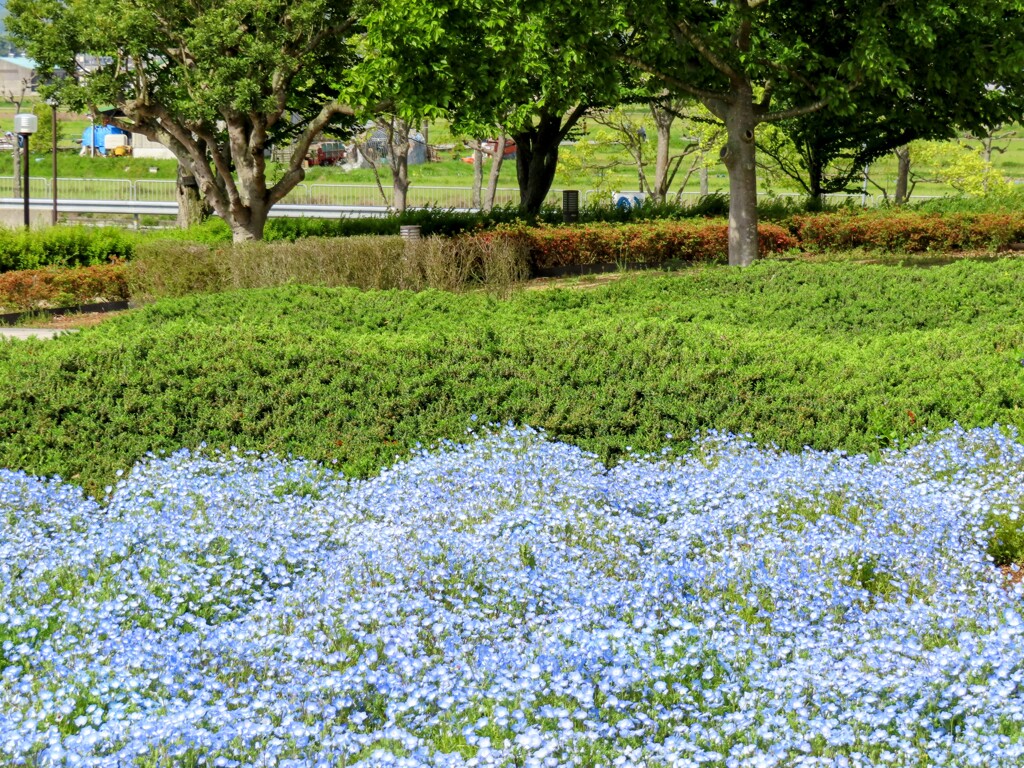 公園のネモフィラ