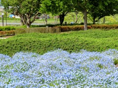 公園のネモフィラ