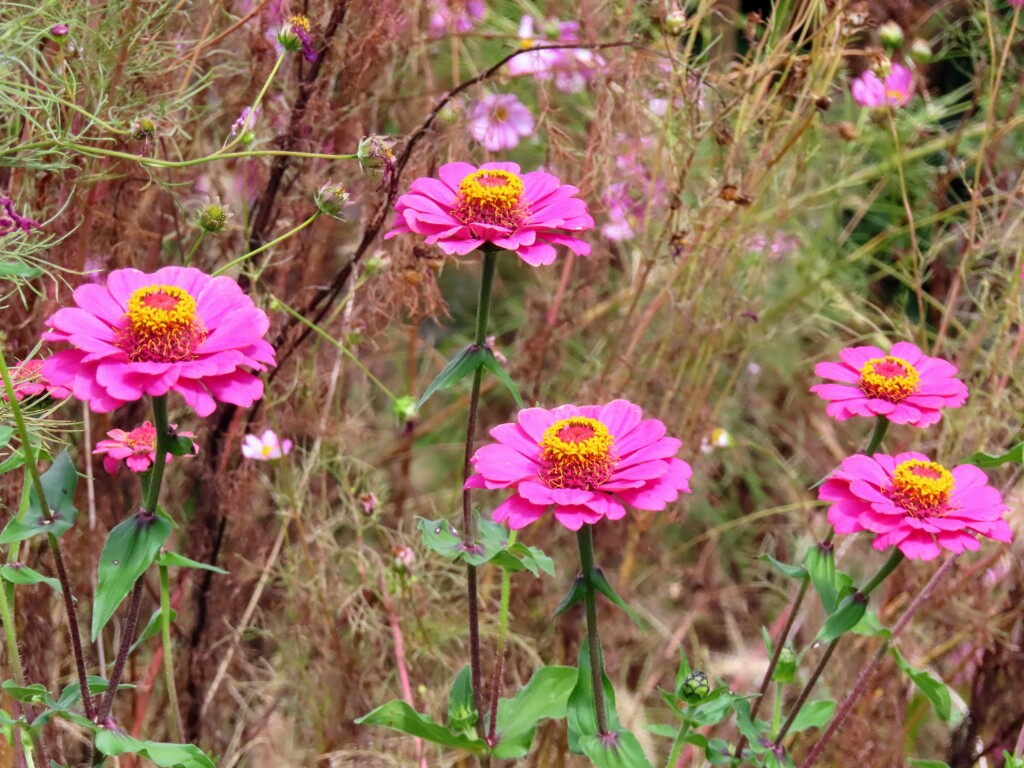 ヒャクニチソウ