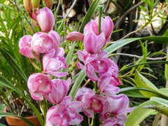 デンドロビウム・キンギアナム