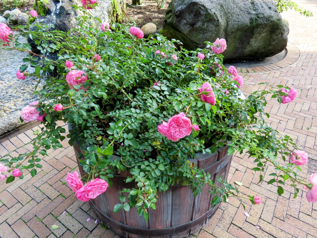 ロサ・ケンティフォリア