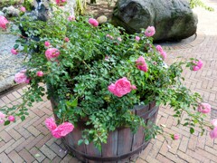 ロサ・ケンティフォリア