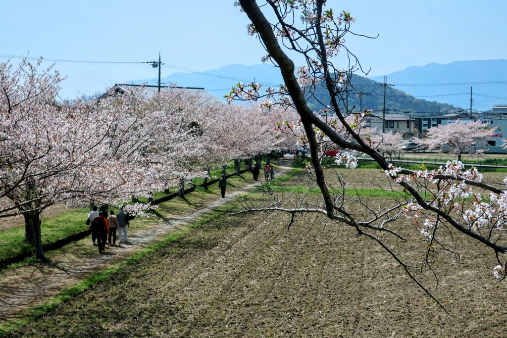 桜並木