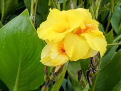 ゴールデンカンナ