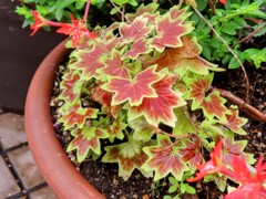 フィッシュゼラニウム