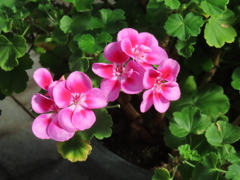 フィッシュゼラニウム