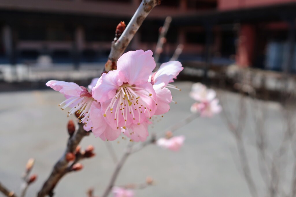 椿寒桜