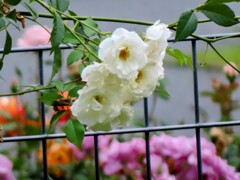 ロサ・センパヴィエンス