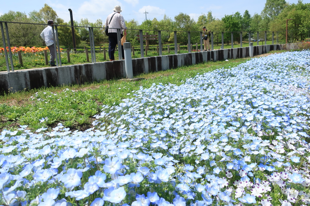 公園のネモフィラ