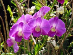 デンドロビウム・ビギバム