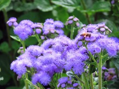 蜂とアゲラタム