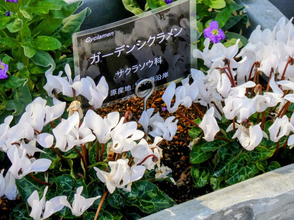 ガーデンシクラメン