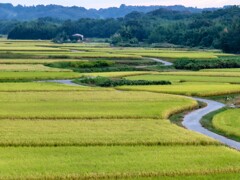 間もなく稲刈り