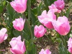 ピンク色のチューリップ