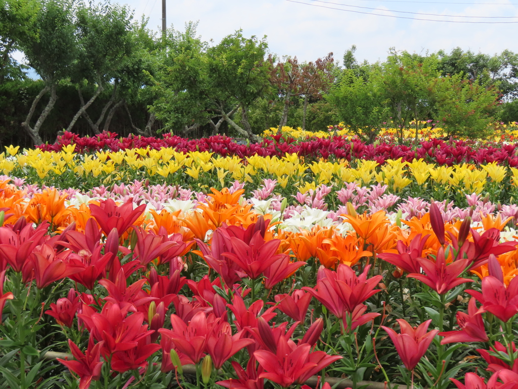 リリウム・ブルビフェラム