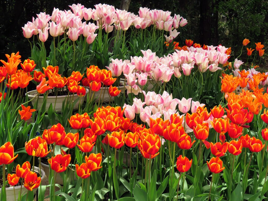 チューリップ