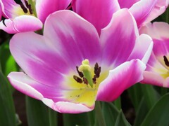 紅色のチューリップ