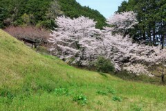 古墳と桜