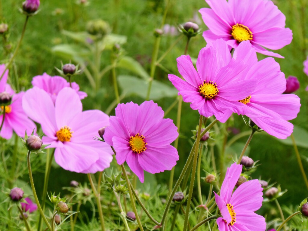 秋桜