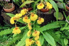 ロシオグロッサム・アンプリアタム