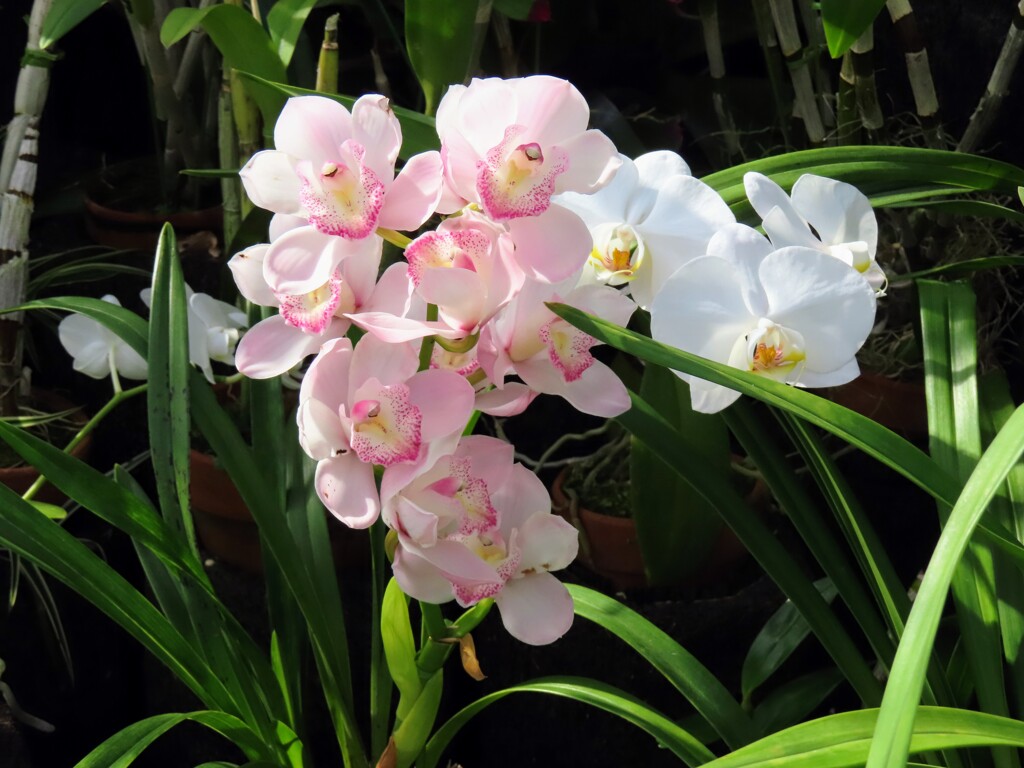 シンビジウム・フッケリナム