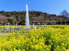 菜の花と噴水