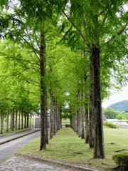 並木