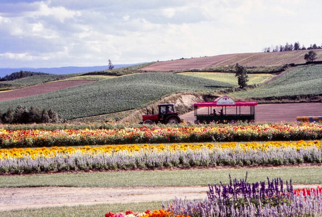 富良野の丘陵
