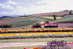 富良野の丘陵