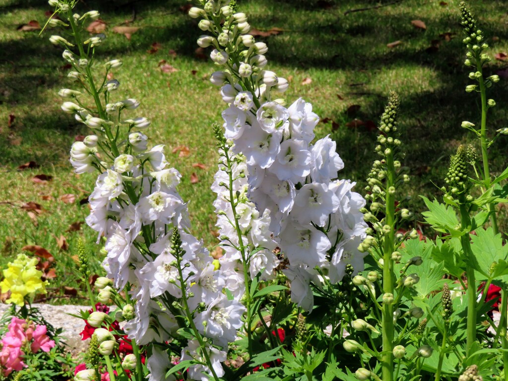 白いデルフィニウム
