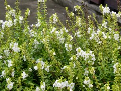 アンゲロニア・サリカリーフォリア