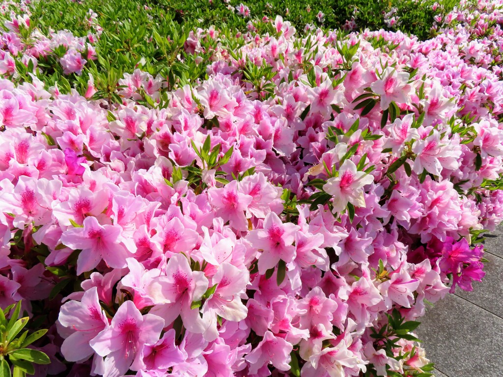 ツツジがいっぱい