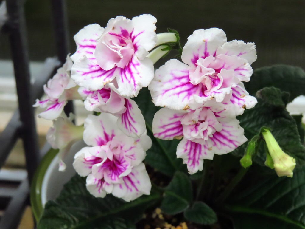 セントポーリア