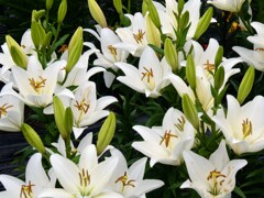 リュウキュウユリ