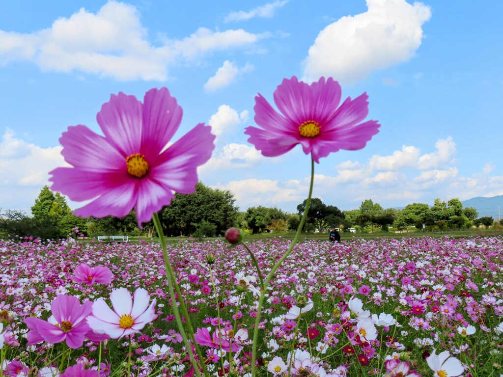 秋桜