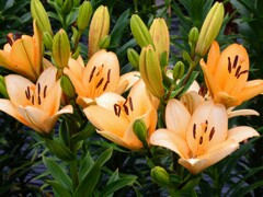 リリウム・ブルビフェラム