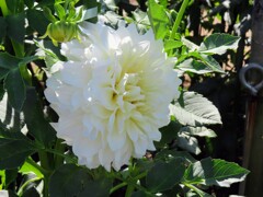 白いダリア