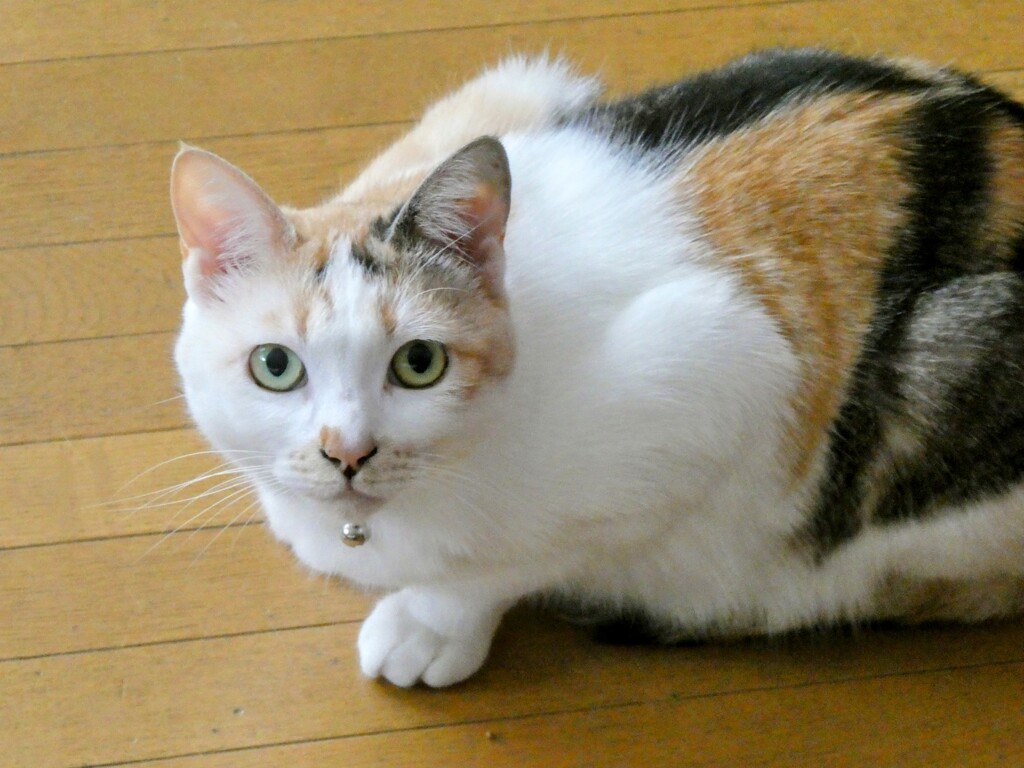 猫