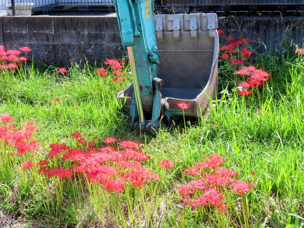 重機と彼岸花