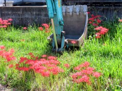 重機と彼岸花